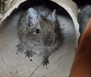 Degus suchen ein schönes neues Zuhause! Bild 3