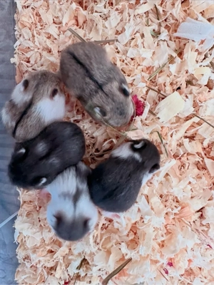 Campbell Zwerghamster