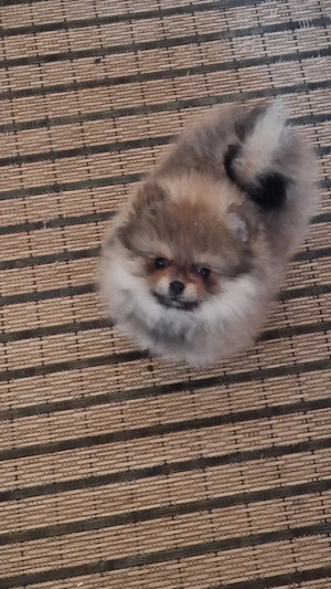 Reinrassige Pomeranian 