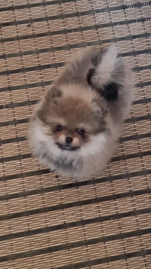 Pomeranian Bärchen 