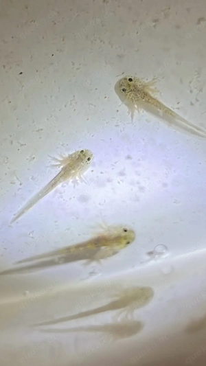 Axolotl Monsterchen Babys ab April 