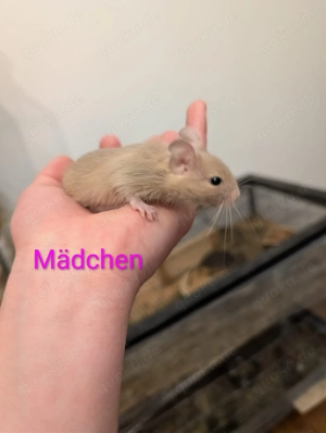 4 Degu Babys geb. 08.02.2026, hell, grau und 2x braun