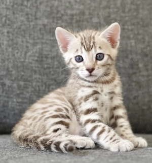 Liebevolle Bengal-Kätzchen zu verkaufen