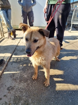 Doris, z, Zt. in Ungarn, ein süßer, junger Wirbelwind mit großen, braunen Kulleraugen