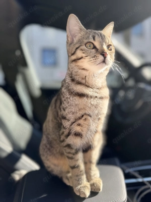  EKH-Katze Malou sucht ihr Zuhause 