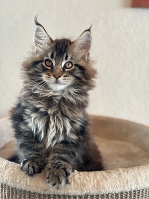 Maine Coon Kätzchen mit langen pinseln