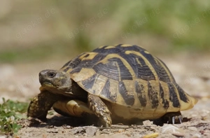 Suche Griechische Landschildkröten - für Freilandhaltung