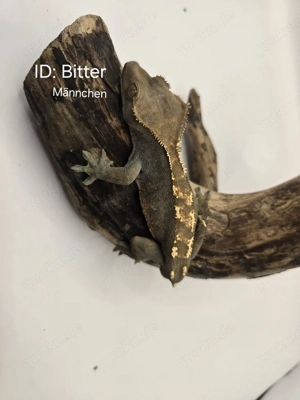 10.0 Div. Kronengeckos ab 50Eur - Männchen u Weibchen 