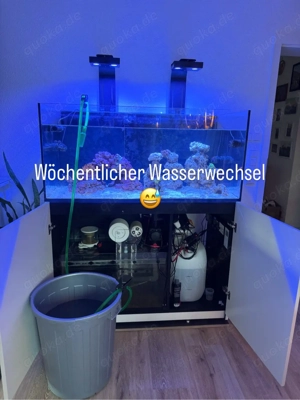 Urlaubsbetreuung & Wartung für Aquarien   Meerwasser & Süßwasser
