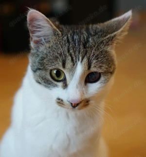 Zuhause gesucht für Anna & Grey 