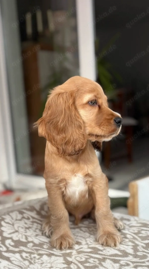 Cocker Spaniel Welpe (Rüde)