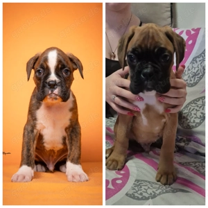 Deutsche Boxerwelpen der Spitzenklasse