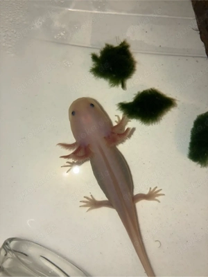 Axolotl Jungtiere