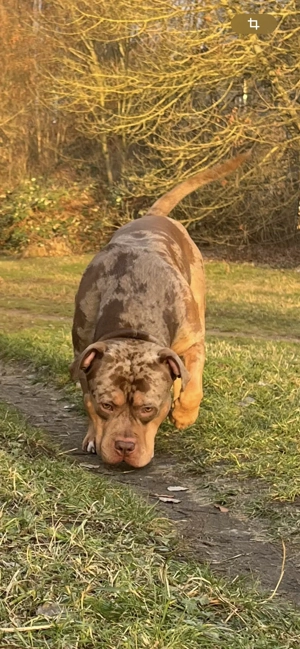 American Bully Xl - Deckrüde ABKC