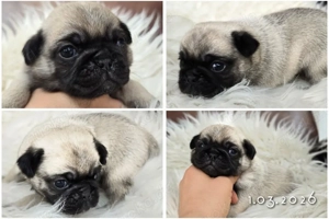 Mopswelpen.  Retro - Altdeutsche Mops 