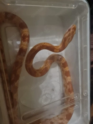 Kornnattern Albino  Jungtier