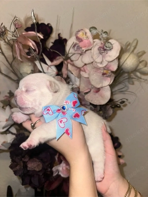 Französische Bulldoggen zu verkaufen