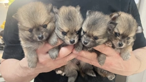 Pomeranian-Zwergspitz