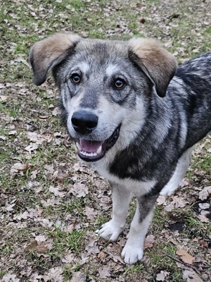 Süßer Junghund Tobi sucht sein Für-immer-Zuhause 