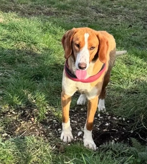 Lucy - fröhliche, liebevolle Fellnase  für aktive Menschen