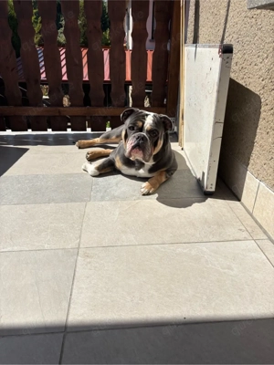 New English Bulldog deckrüde Bild 5