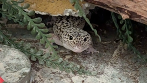 Leopardgecko Weibchen 2020 (Albino trägerin) Bild 6