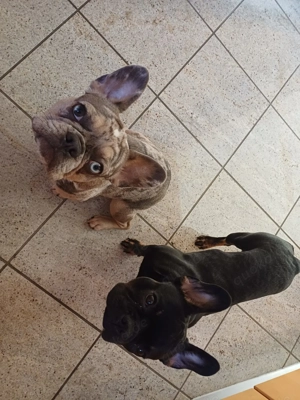 Französische Bulldoggen 9 Monate
