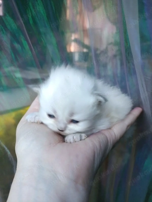 blh britisch langhaarige kitten reinrassige weiß Schnee blaue Augen bkh