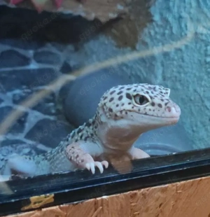 Leopardgecko Weibchen 2020 (Albino trägerin) Bild 9