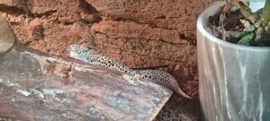 Leopardgecko Weibchen 2020 (Albino trägerin) Bild 8