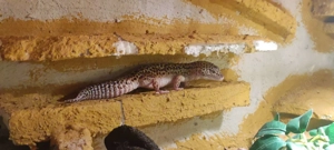 Leopardgecko Weibchen 2020 (Albino trägerin) Bild 7
