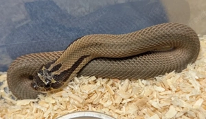 1.0 Sable Superconda het Albino 66%ph Axanthic (Stormcloud, Snowburst) Heterodon nasicus