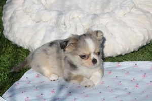 Charmante Chihuahua-Welpen   liebevoll aufgezogen