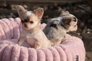 Charmante Chihuahua-Welpen   liebevoll aufgezogen