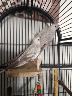 Gesucht werden 1-2 Männliche Nymphensittiche