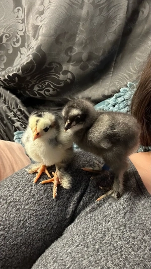 Hühner & Wachtelküken