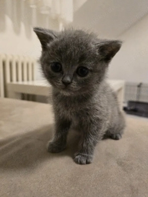 Britisch-Kurzhaar Kitten