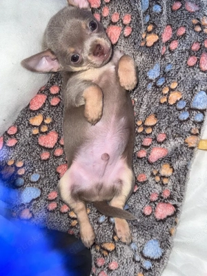 Chihuahua Mini 