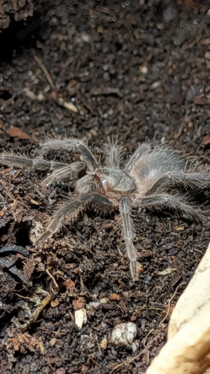 spinne L. parahybana 0.0.1