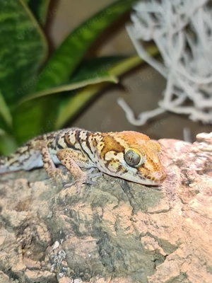Madagaskar Großkopfgecko   Paroedura picta