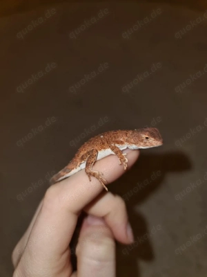 Taubagame   Tympanocryptis centralis 