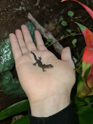 Jungferngeckos inkl Terrarium