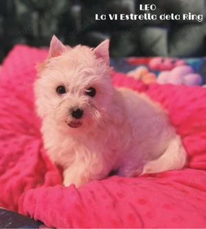 Yorkshire Terrier sucht neues Zuhause