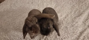 zwei Kaninchen
