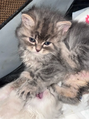 Drei süße Babykatzen zu verkaufen   Siamkatzen-Mix   Britisch Langhaar