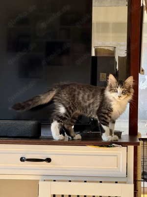 Türkisch Angora Kitten kater dürfen ausziehen 