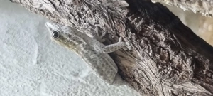 Phelsuma breviceps  kurzkopftaggecko