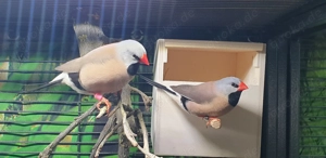 2.2 Spitzschwanzamadine  und Diamantfinken abzugeben 