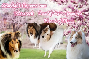 Amerikanische Collie Welpen Wurfankündigung Mai 26 