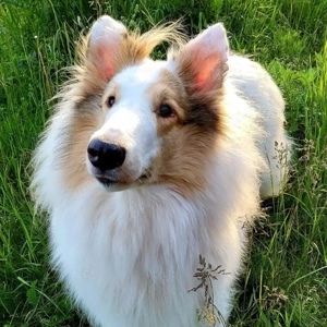 Amerikanische Collie Welpen nur noch ein Rüde mit Ahnentafel  Bild 4